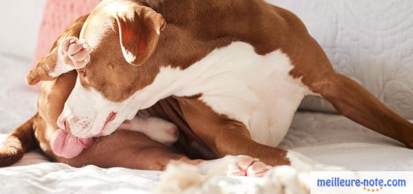 un chien marron et blanc lèche