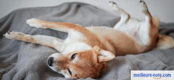 un chien roux dort sur le lit