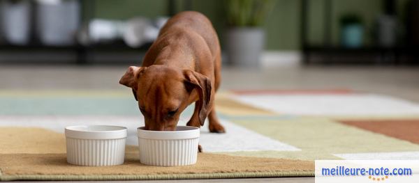 un chien marron mange 