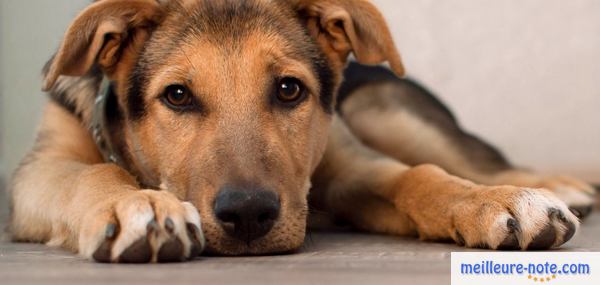 un chien marron est triste