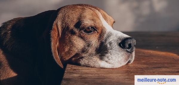 un chien repose sa tête sur la table