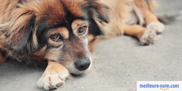 un chien marron triste