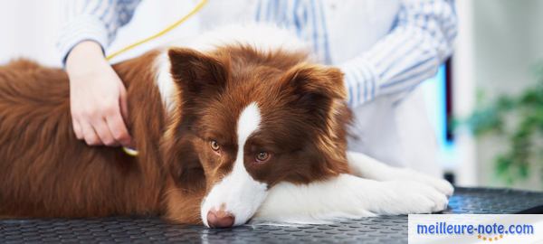 un chien malade chez le vétérinaire