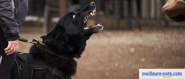 un chien noir qui aboi