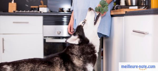 une femme donne du brocoli à son chien