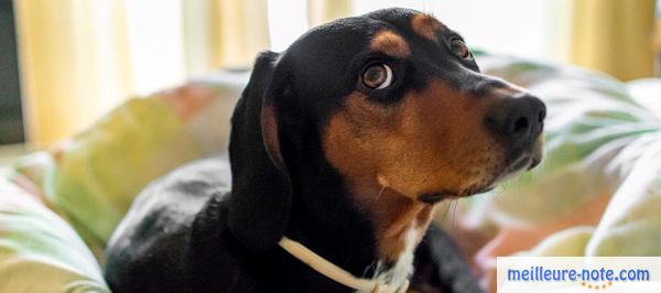 un chien noir stressé