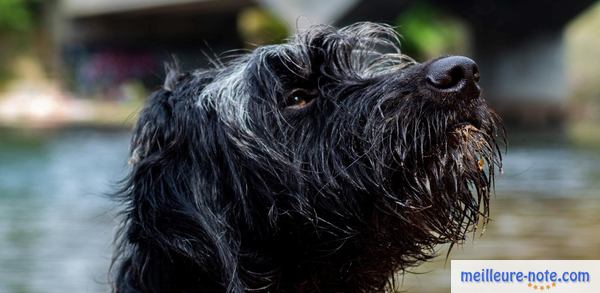 un chien noir poilu