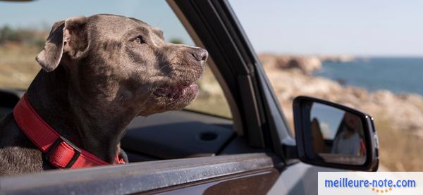 un chien noir dans une voiture