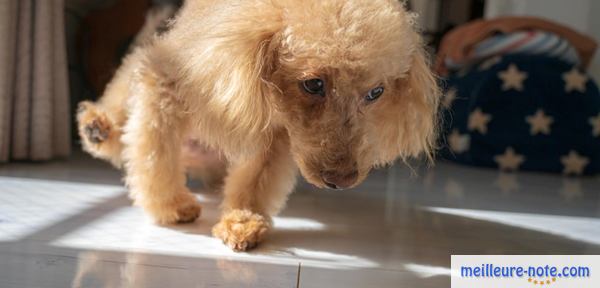 un chien fait pipi dans la maison