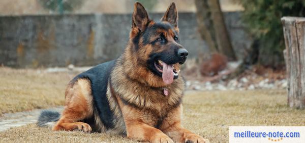 un chien berger au jardin