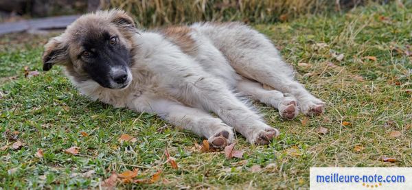 un chien se repose à l'extérieur