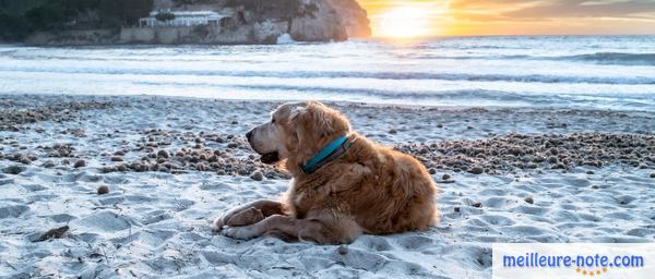 un chien qui se repose sur le sable