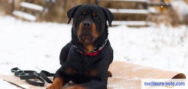 un chien rottweiler qui se repose