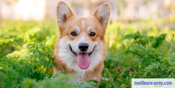 un chien marron et blanc dans le jardin