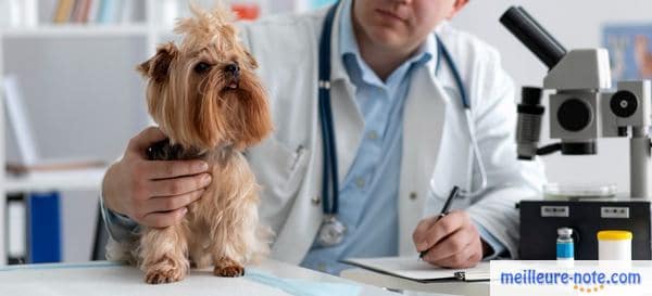 un chien marron chez le vétérinaire