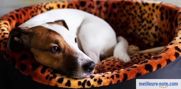 un beau chien blanc se repose 