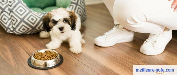 un propriétaire donne des croquette à son chien