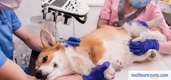 un chien qui est malade chez le vétérinaire