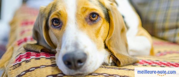 un chien blanc qui se repose