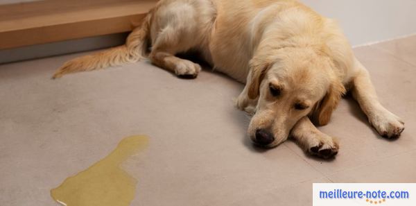 un chien se repose à l'intérieur