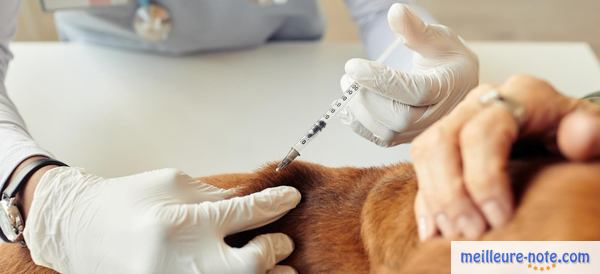 un vétérinaire vaccine un chien