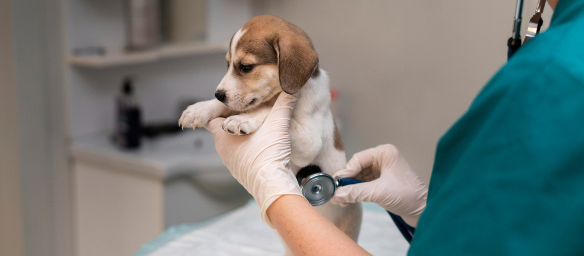 vétérinaire pour chien