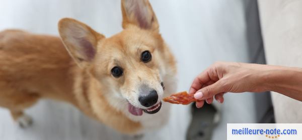 un chien marron attend