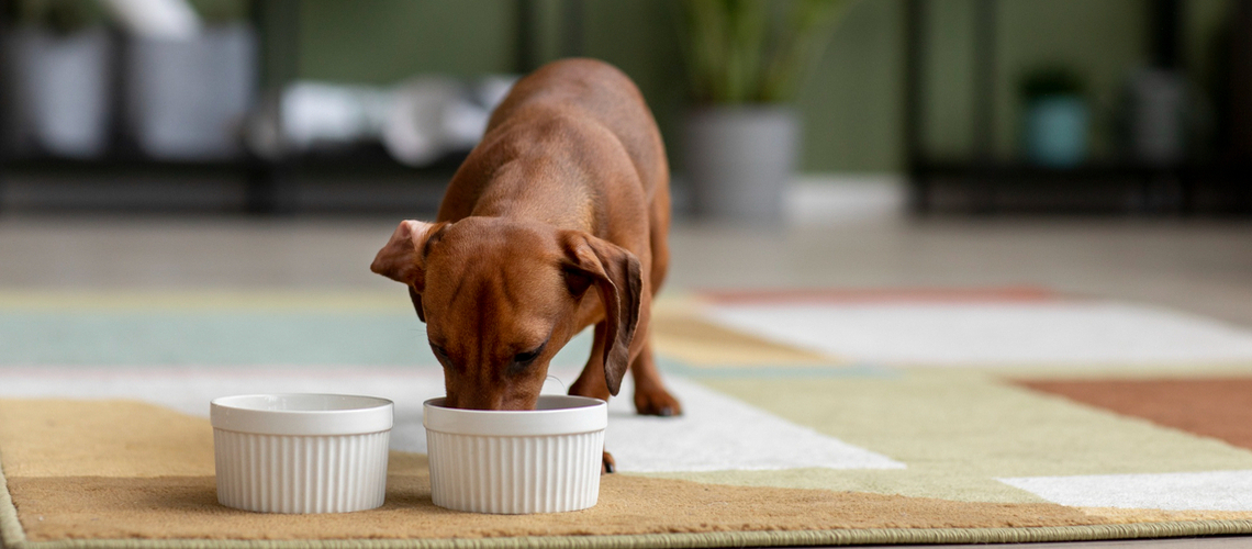 Alimentation chiot