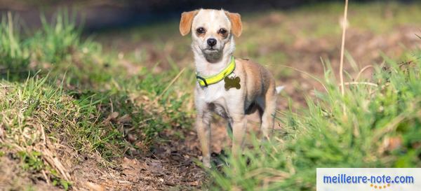 un chiot qui se balade dans un parc