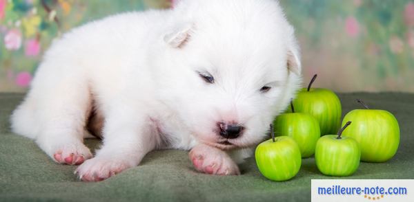 un chiot prés des pommes