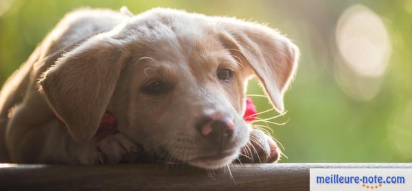 un petit chiot se repose