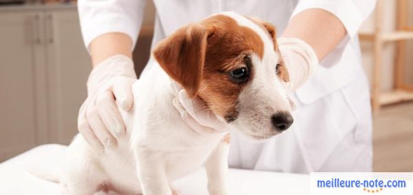 un traitement pour un chiot