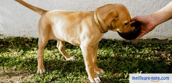 un chiot marron mange