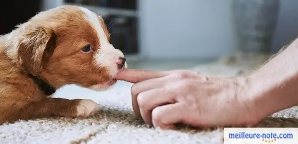 un chien morde un propriétaire