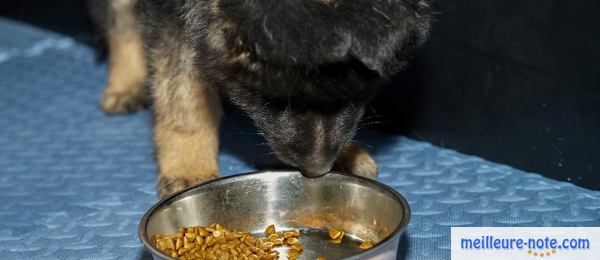 un chiot noir mange dans sa gamelle