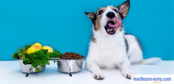 un chiot blanc près de sa nourriture