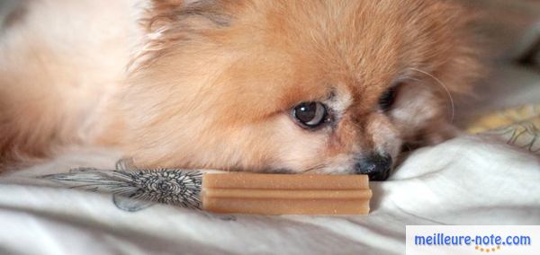 un chiot roux et blanc se repose