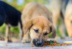 Croquettes pour chien dures ou molles