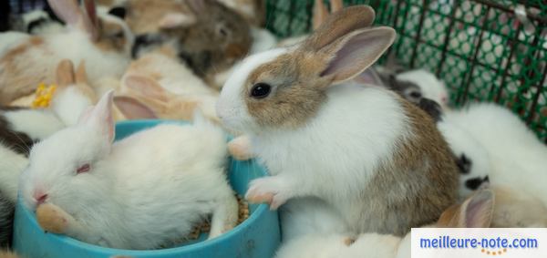 des lapereaux s'amusent dans leurs cages