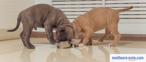 deux chiens qui mangent dans leur gamelle