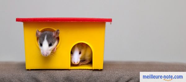 deux hamsters qui se cachent