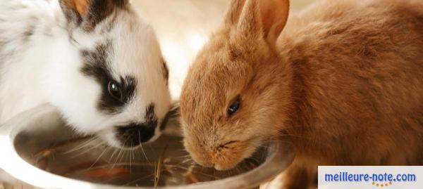 deux lapins boivent dans une gamelle