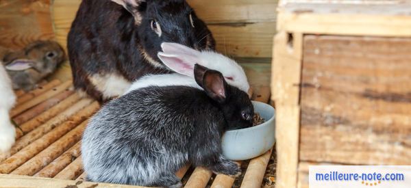 deux lapereaux qui mangent près de leur mère 