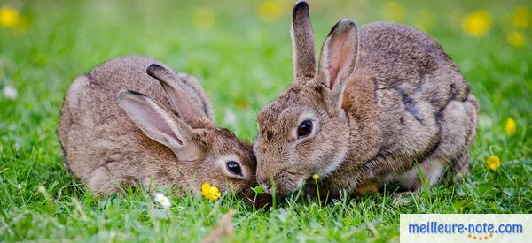 deux lapins qui jouent dehors