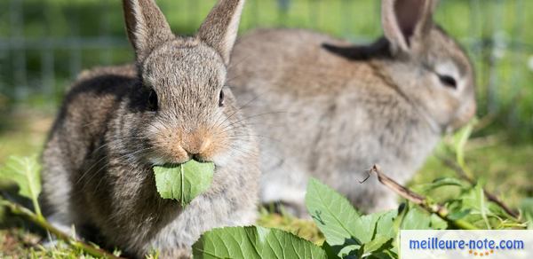 deux lapins gris qui mange