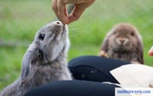 un homme donne de la nourriture à son lapin