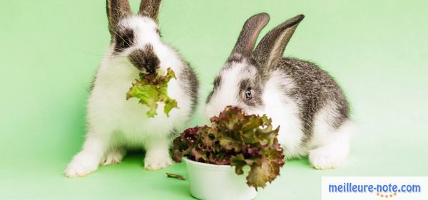 deux lapins qui mangent des salades