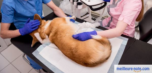 un chien marron malade chez le vétérinaire