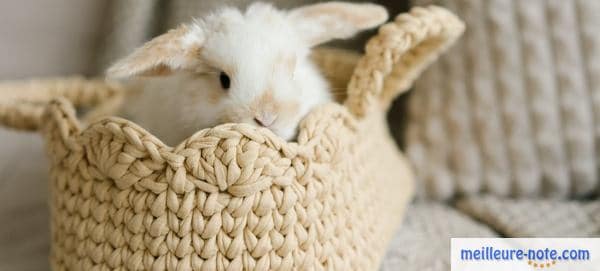 Un petit lapin blanc dans son panier