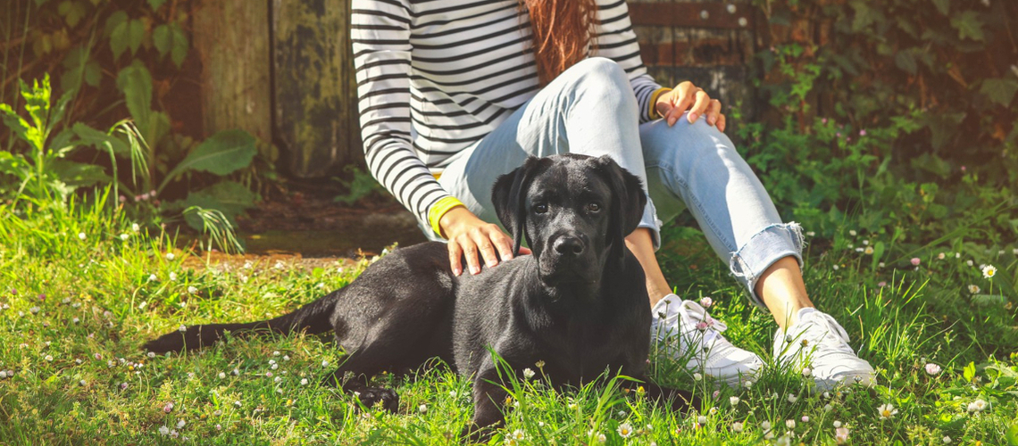 épilepsie du chien